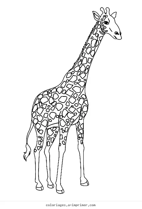 Coloriage Girafe à imprimer