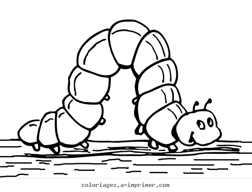 Coloriage Mille pattes