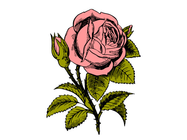 Exemple colorié de Rose