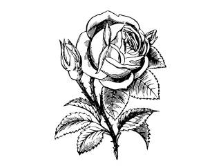 Coloriage Rose