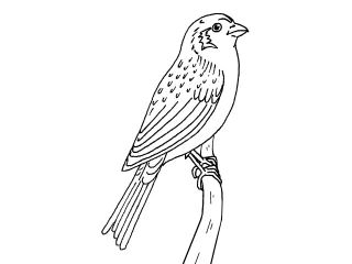 Coloriage OIseau