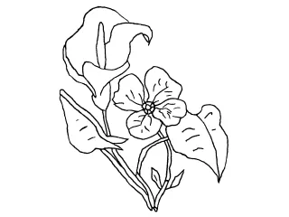 Coloriage Fleurs